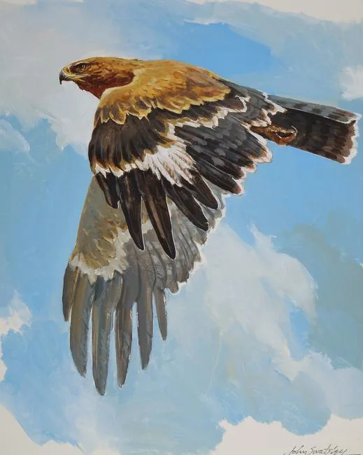 Tawny Eagle by John Swatsley, Acrylic on Illustration Board, sold Aug 2020