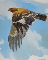 John Swatsley, Tawny Eagle