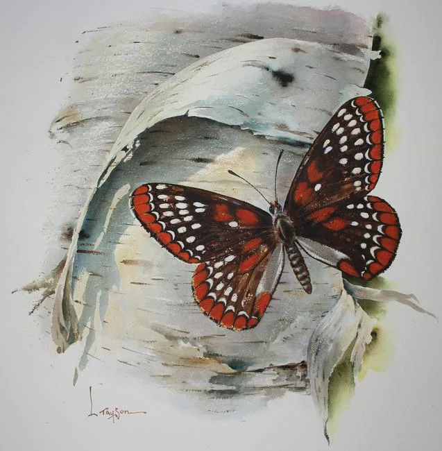 Checkerspot Butterfly by Lyle Tayson, Mixed Media on Illustration Board, sold Aug 2020