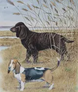Peter Barrett, Water Spaniel and Basset Hound
