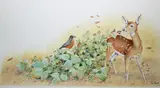 Peter Barrett, Life of a Baby Deer