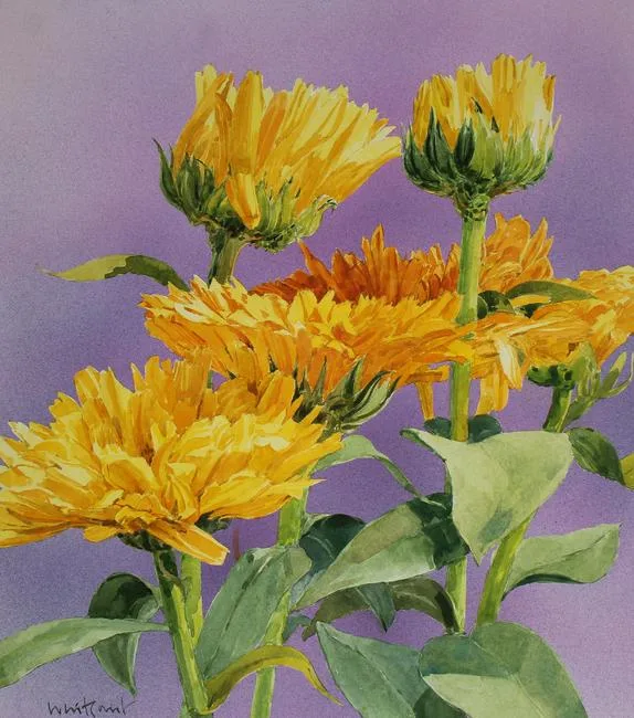 Skip Whitcomb, Summer Garden Flowers - Marigold, Mixed Media on Illustration Board