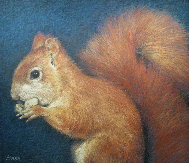 Keith Bowen, Red Squirrel, Chalk on Construction Paper