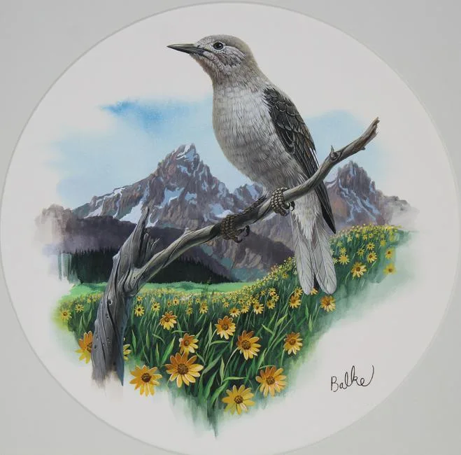 Don Balke, Clark's Nutcracker, Watercolor on Illustration Board
