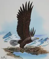 Don Balke, Bald Eagle