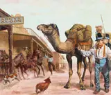 Shannon Stirnweis, Army and Camels