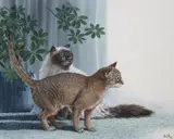 Don Balke, Himalayan and Abyssinian Cats