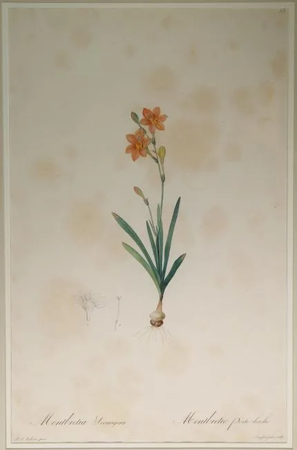 Untitled by Pierre-Joseph Redouté, Engraving, offered Oct 2020