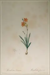 Pierre-Joseph Redouté, Untitled
