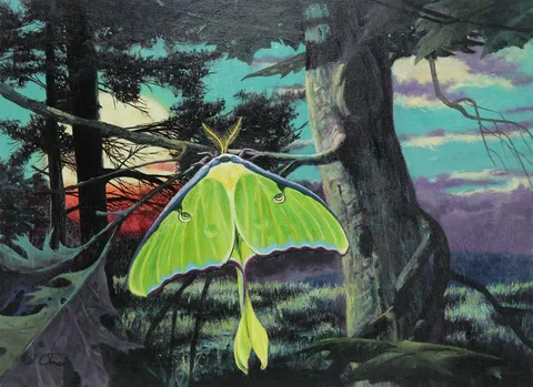 Kirk Stirnweis, Luna Moth, Oil on Illustration Board