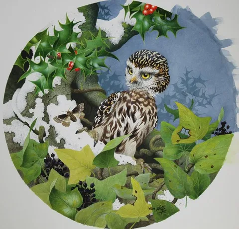 Ken Lilly, Little Owl, Watercolor on Paper