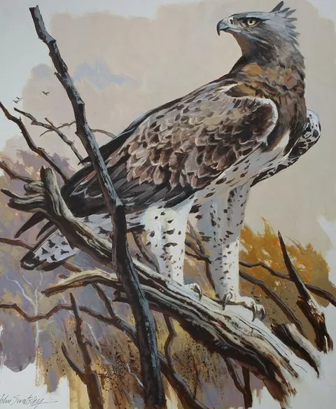 Martial Eagle by John Swatsley, Oil on Illustration Board, sold Oct 2020