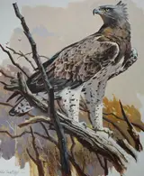 John Swatsley, Martial Eagle