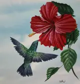 Don Balke, Broad-billed Hummingbird Taking Nectar