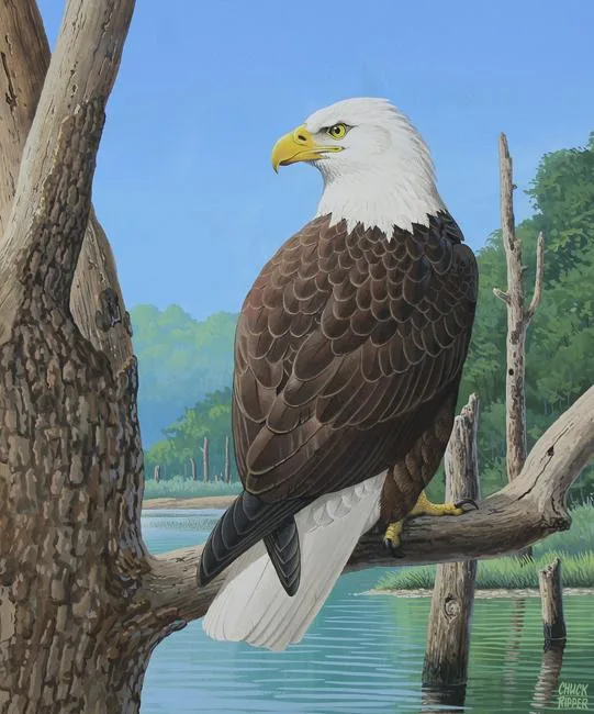 American Bald Eagle Perched on Branch by Chuck Ripper, Gouache on Illustration Board, sold Oct 2020