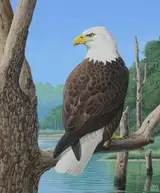Chuck Ripper, American Bald Eagle Perched on Branch
