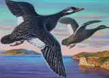 1994 Russia Duck Conservation, Helmuth Stone Gallery 2020
