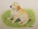 Peter Barrett, Life of a Golden Retrieve Puppy