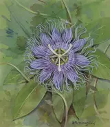 Gordon Beningfield, Passionflower