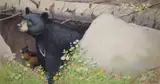 Peter Barrett, Life of a Baby Bear