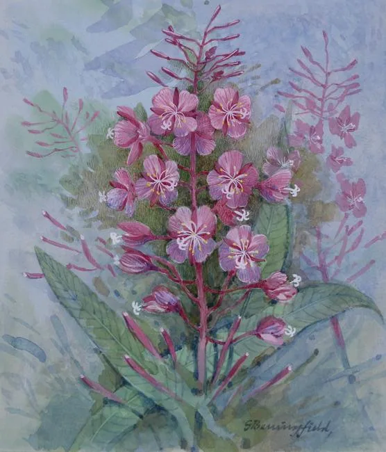 Fireweed by Gordon Beningfield, Watercolor on Illustration Board, sold Oct 2020