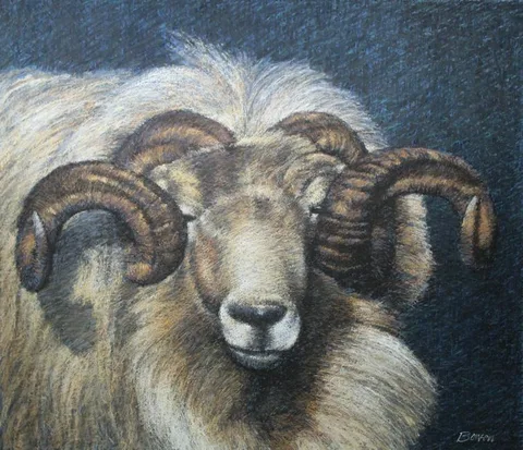 Keith Bowen, Welsh Mountain Sheep, Chalk on Construction Paper
