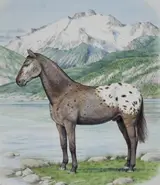 Peter Barrett, Appaloosa Horse