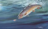 Don Balke, Fishing Flies - Cutthroat Trout