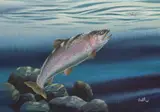 Don Balke, Fishing Flies - Cutthroat Trout