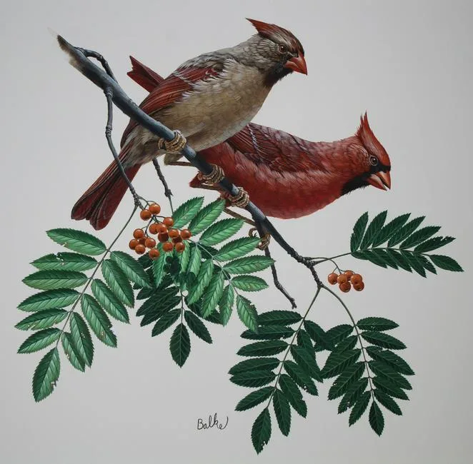 Don Balke, Red Cardinal, Watercolor on Illustration Board