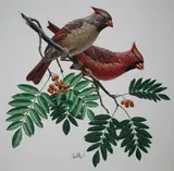 Don Balke, Red Cardinal