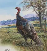 Don Balke, Wild Turkey