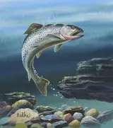 Don Balke, Cutthroat Trout