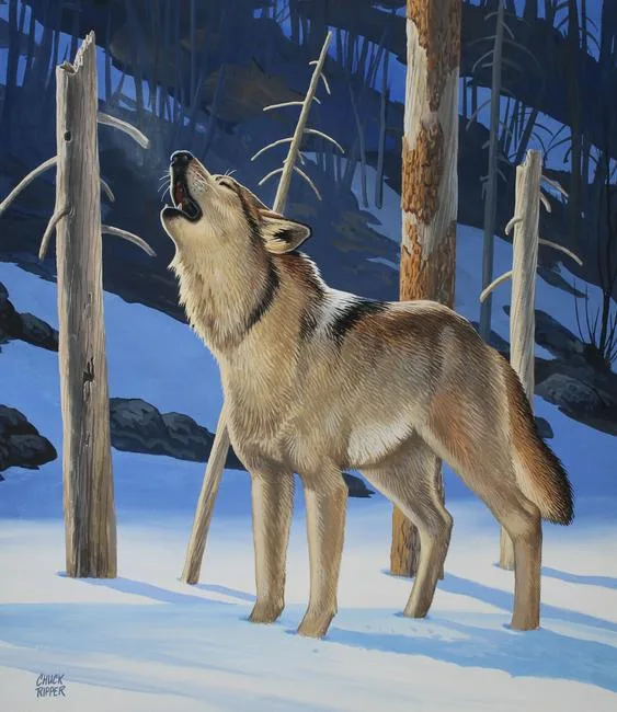 Grey Wolf Howling by Chuck Ripper, Gouache/Watercolor on Masonite, sold Nov 2020