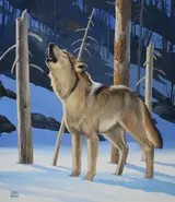 Chuck Ripper, Grey Wolf Howling