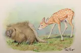 Peter Barrett, Life of a Baby Deer with Porupine