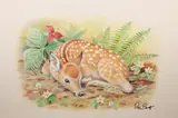 Peter Barrett, Life of a Baby Deer