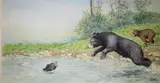 Peter Barrett, Life of a Baby Bear