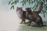 Don Balke, Maine Coon and Burmese Cats