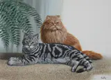 Don Balke, Shorthair and Persian Cats
