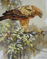 John Swatsley, Tawny Eagle