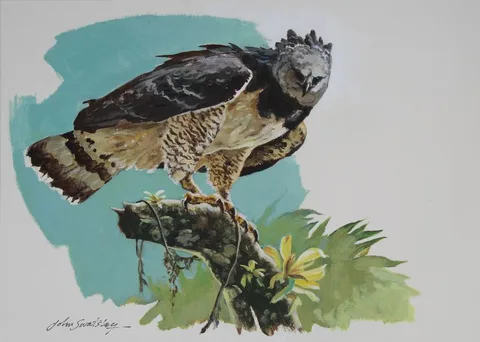 Harpy Eagle by John Swatsley, Oil on Illustration Board, offered Nov 2020