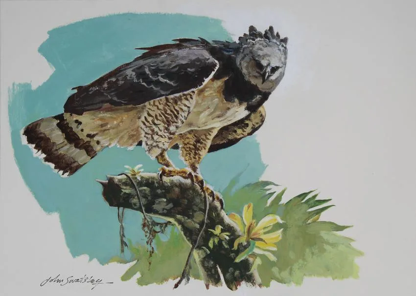 Harpy Eagle by John Swatsley, Oil on Illustration Board, offered Nov 2020