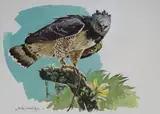 John Swatsley, Harpy Eagle