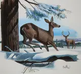 Don Balke, Black-tailed Deer and Douglas Fir