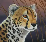 R.G. Finney, Cheetah