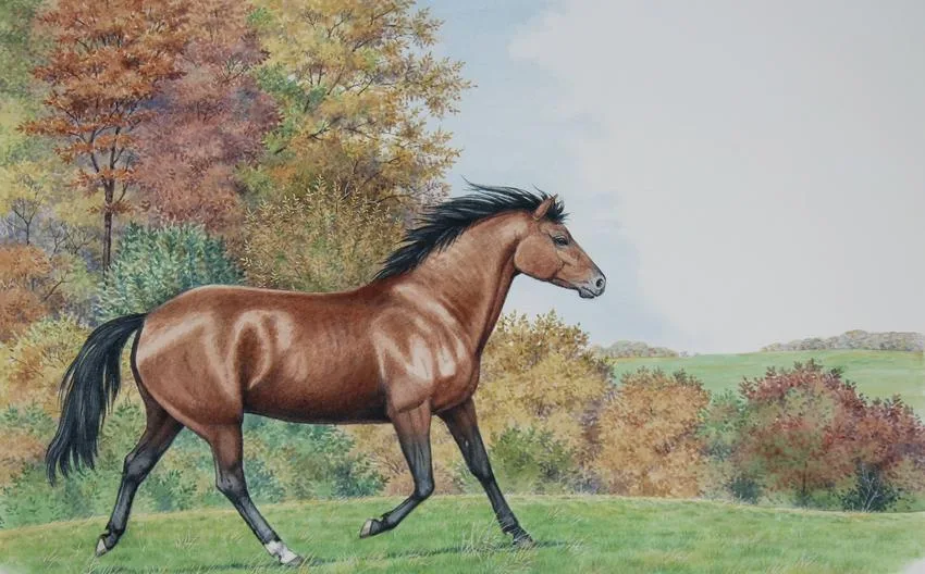 Morgan Horse by Peter Barrett, Watercolor on Illustration Board, sold Jan 2021