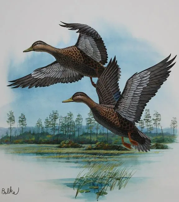 Black Duck by Don Balke, Watercolor on Illustration Board, sold Jan 2021
