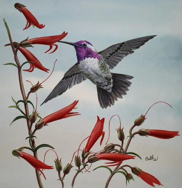 Costa's Hummingbird Gathering Nectar by Don Balke, Watercolor on Illustration Board, sold Jan 2021