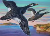 Ivan Kozlov, 1994 Russia Duck Conservation